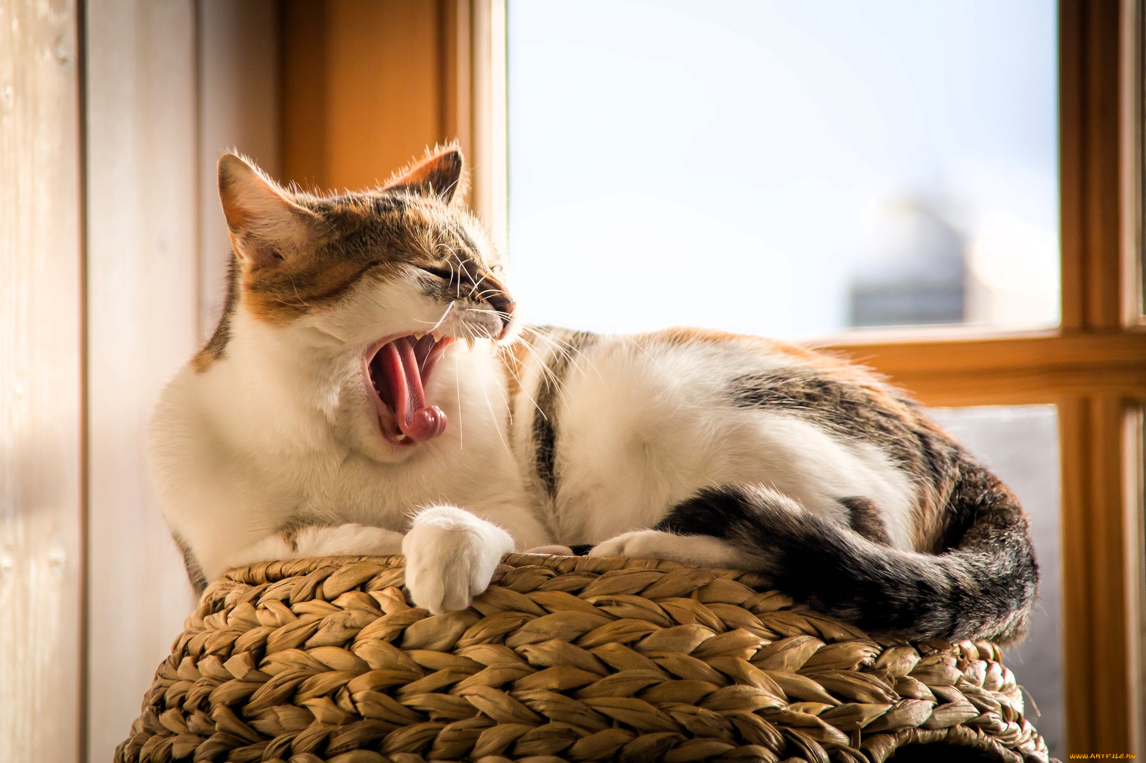 ��������, ����, ���, �����, �������, ����